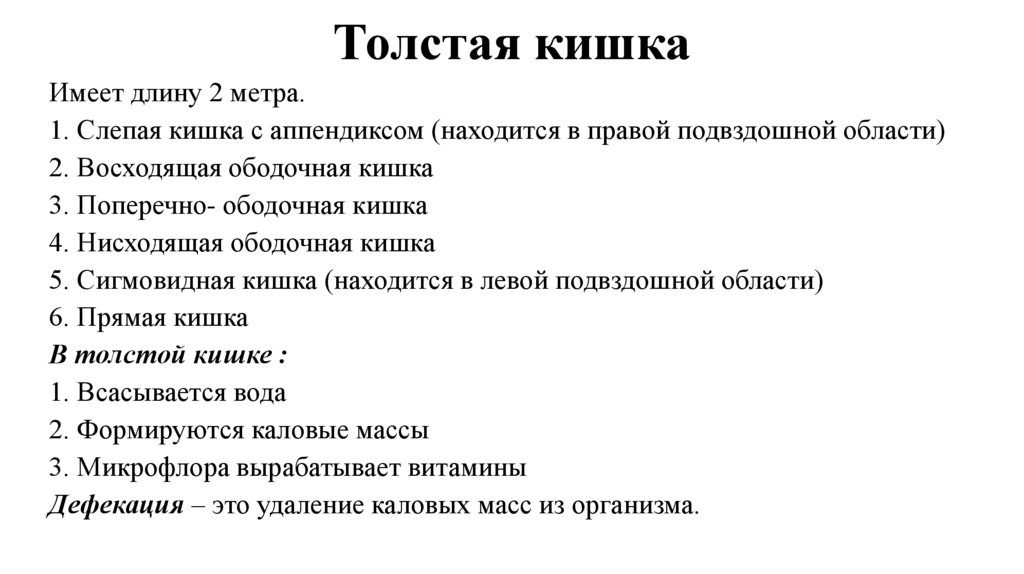 Толстая кишка