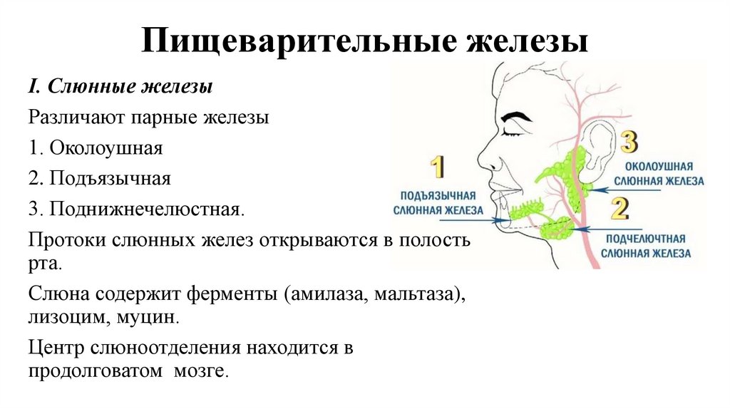 Пищеварительные железы