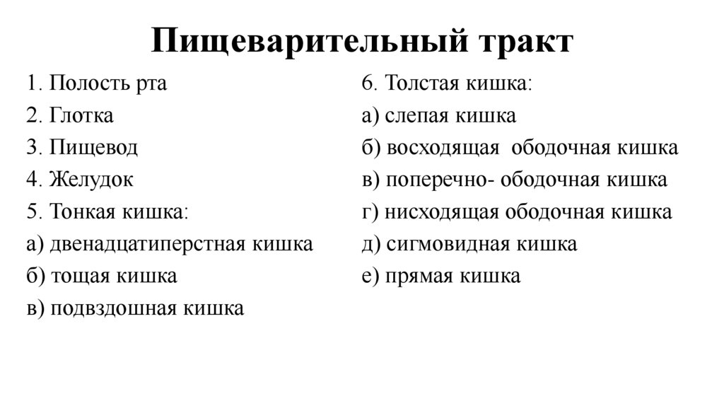 Пищеварительный тракт