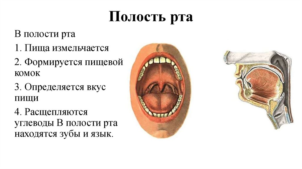 Полость рта
