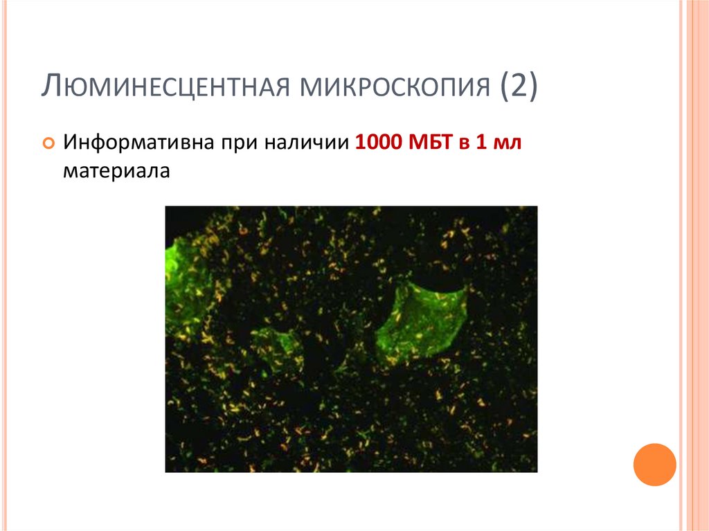Люминесцентная микроскопия (2)