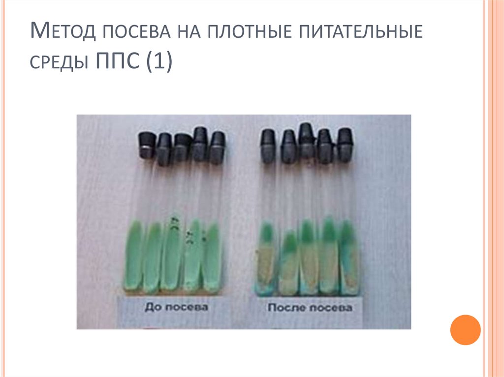 Метод посева на плотные питательные среды ППС (1)