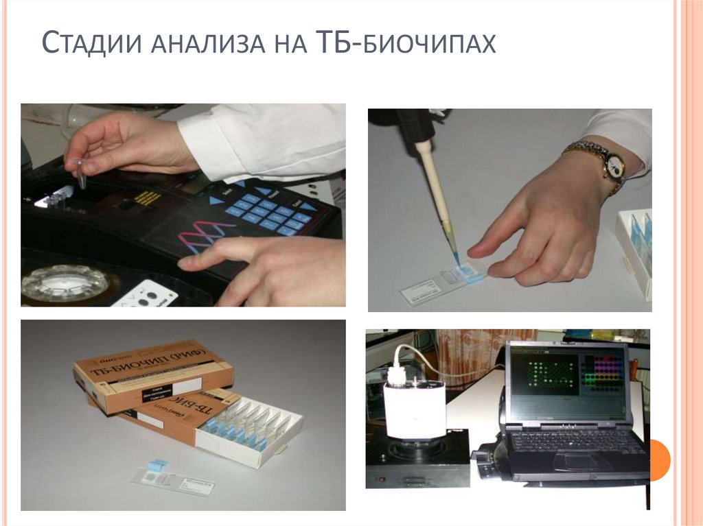 Стадии анализа на ТБ-биочипах