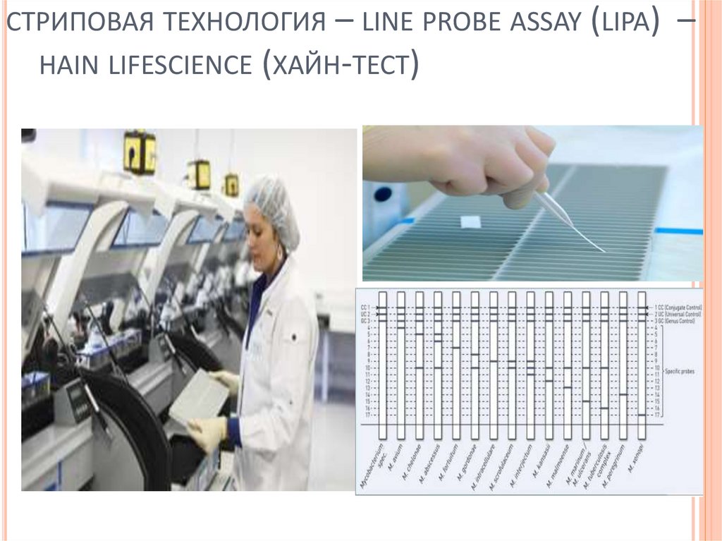 стриповая технология – line probe assay (lipa) – hain lifescience (хайн-тест)