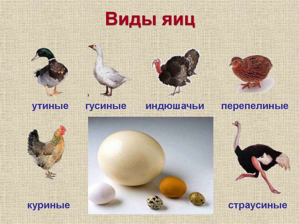 Виды яиц