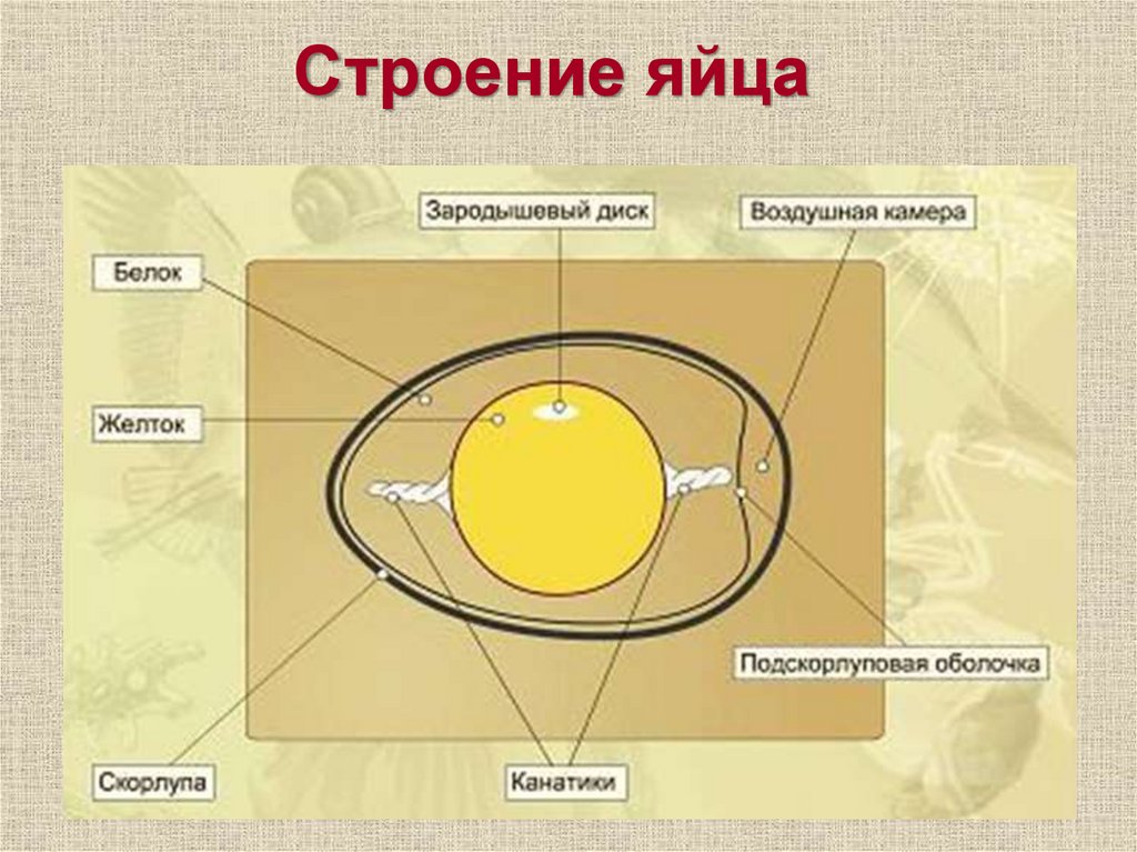 Строение яйца