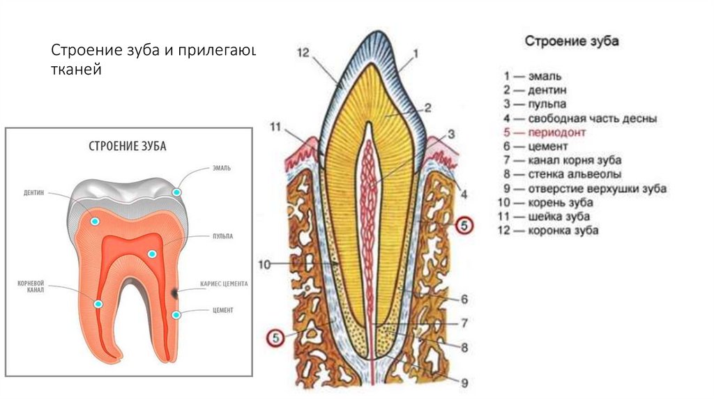 Строение зуба и прилегающих тканей