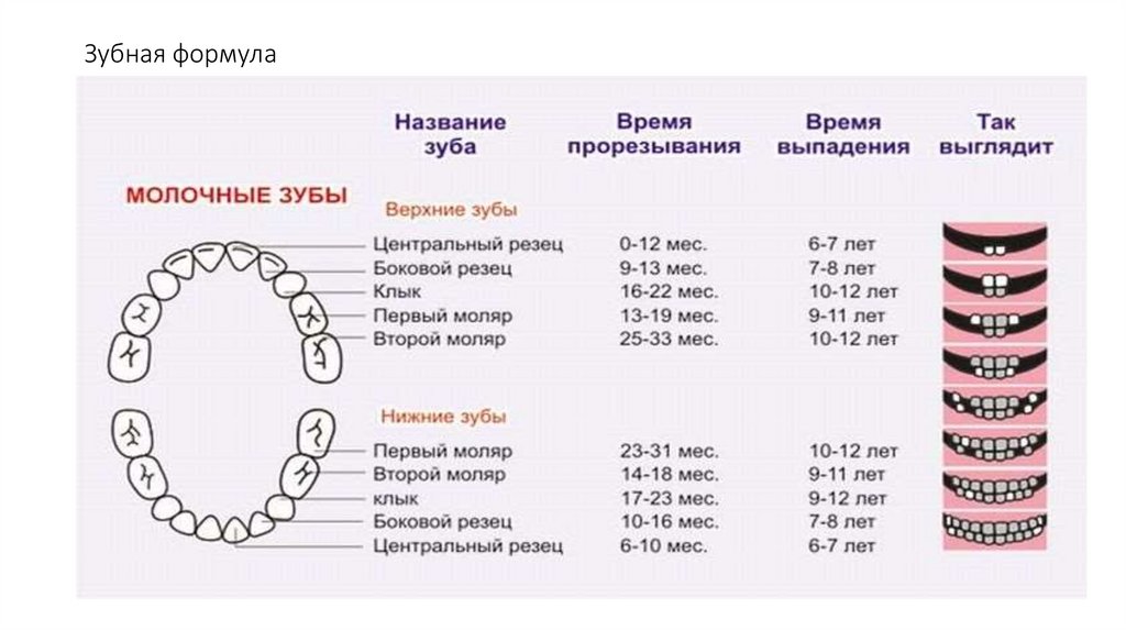 Зубная формула