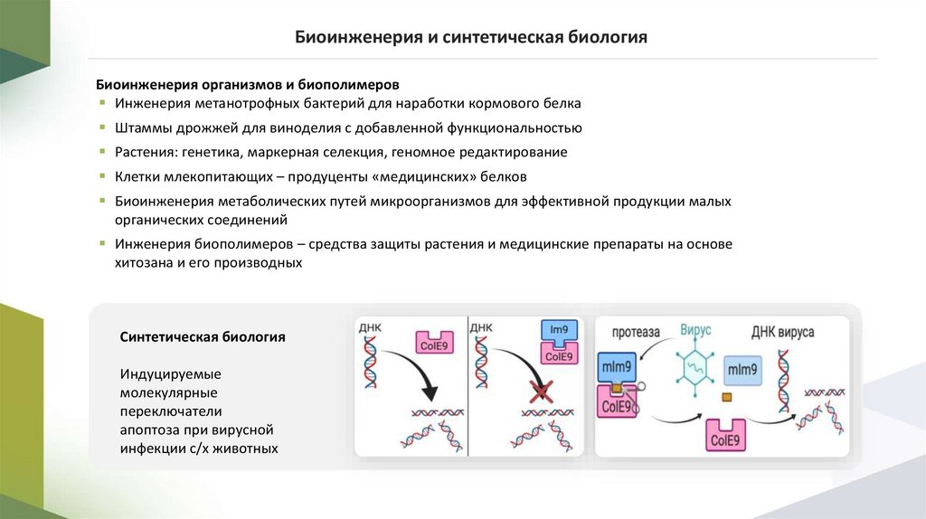 Биоинженерия и синтетическая биология