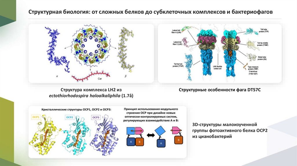 Структурная биология: от сложных белков до субклеточных комплексов и бактериофагов