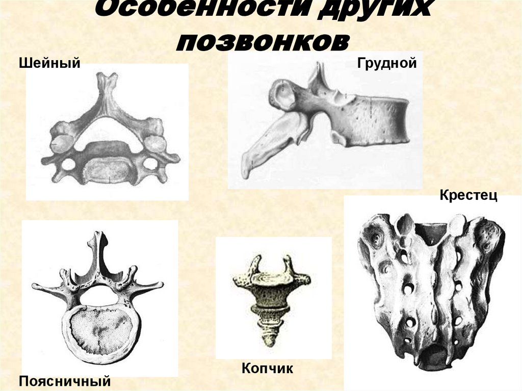 Особенности других позвонков