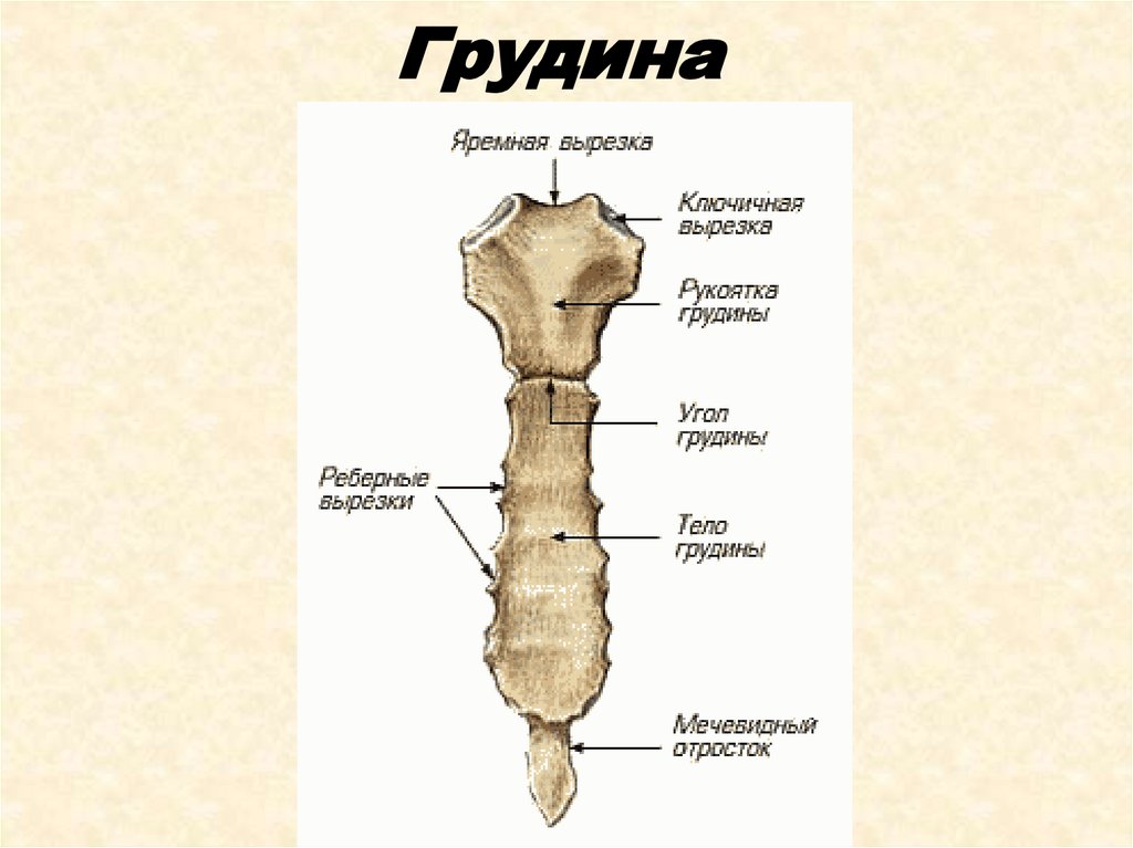 Грудина