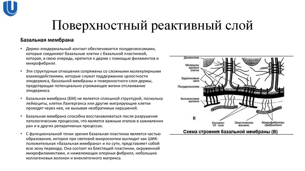 Поверхностный реактивный слой