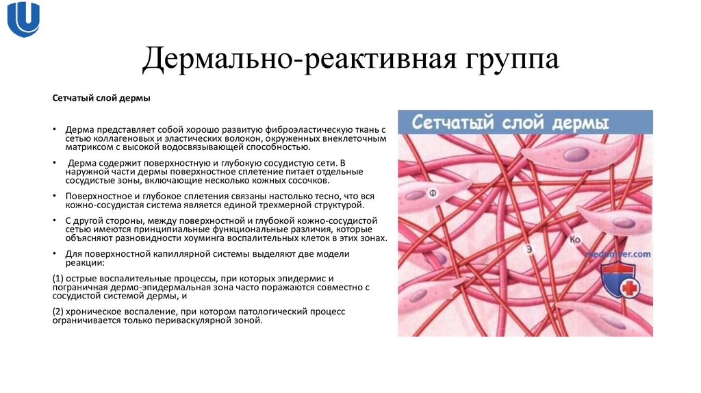 Дермально-реактивная группа