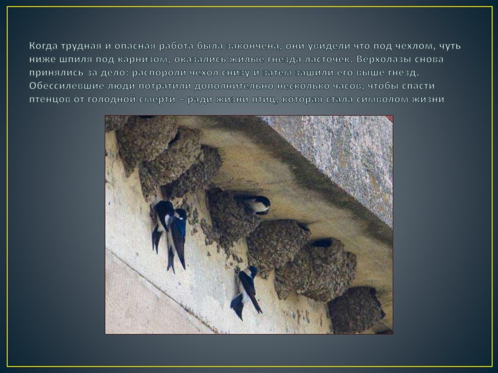 Когда трудная и опасная работа была закончена, они увидели что под чехлом, чуть ниже шпиля под карнизом, оказались жилые гнезда