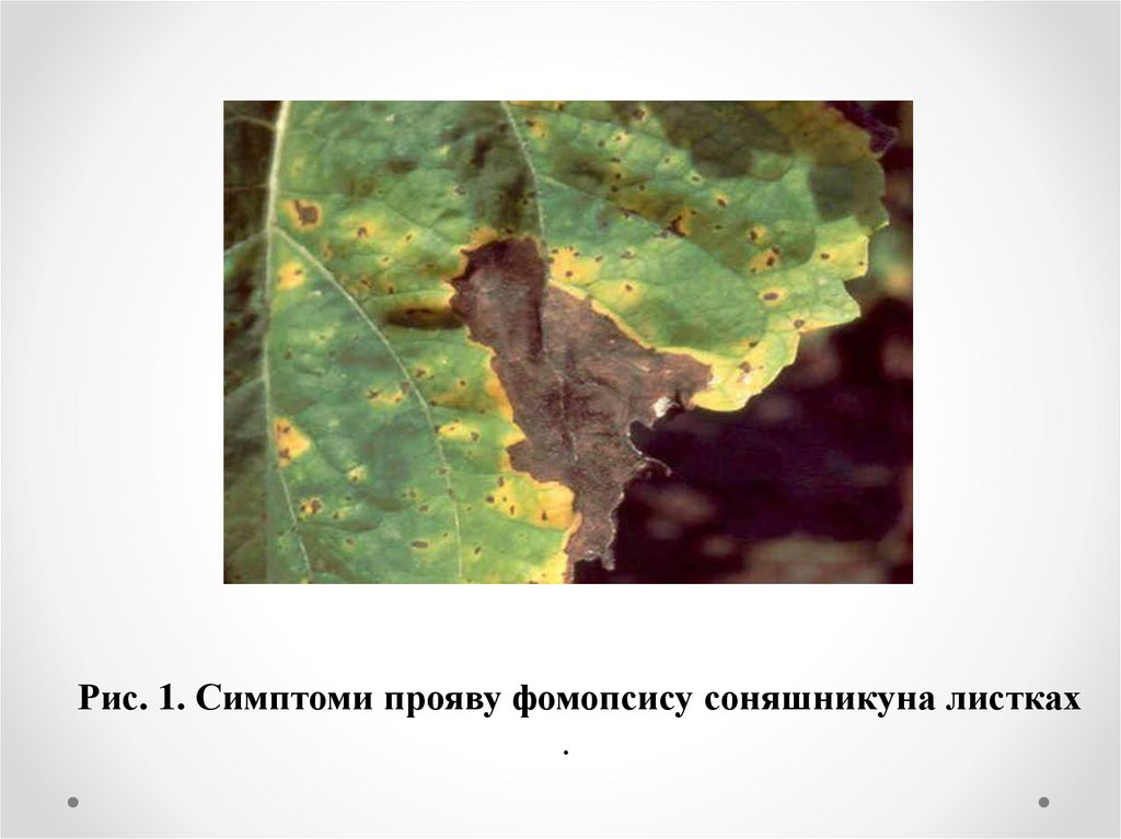 Рис. 1. Симптоми прояву фомопсису соняшникуна листках .
