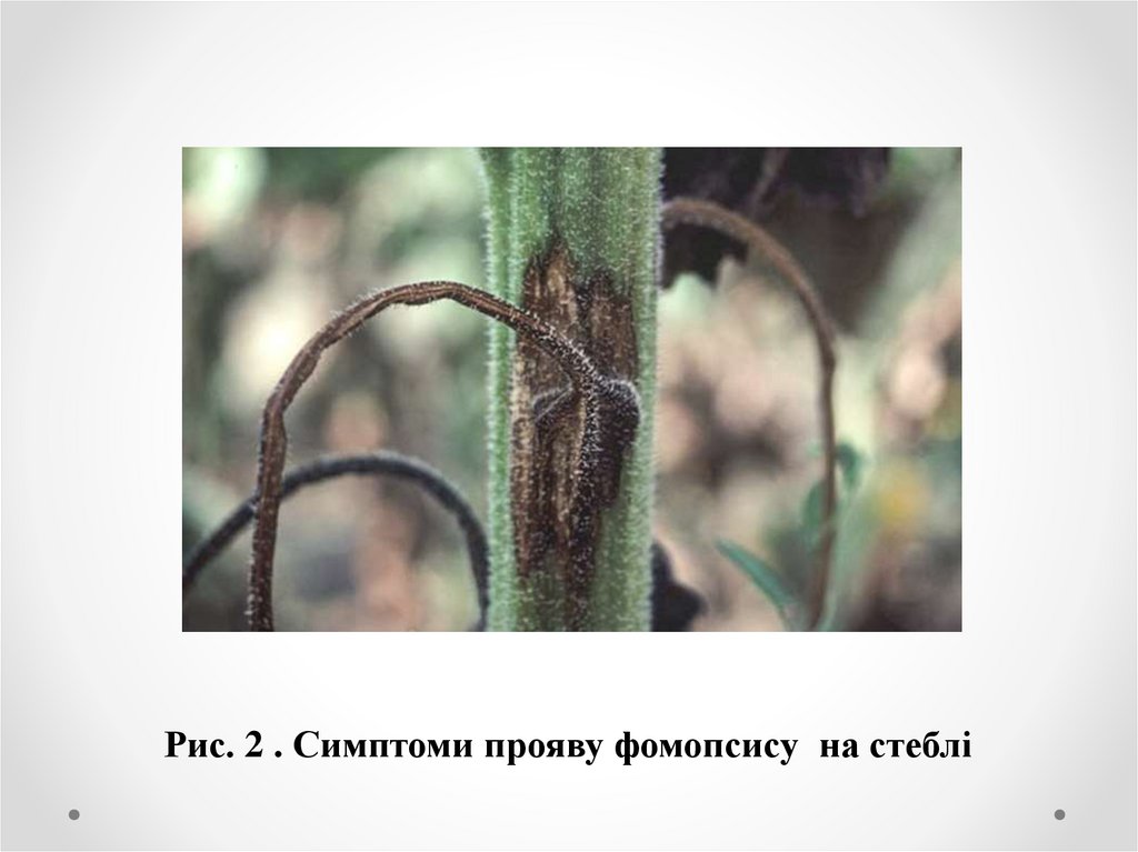 Рис. 2 . Симптоми прояву фомопсису на стеблі