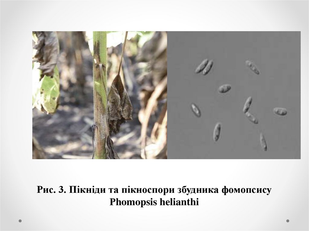 Рис. 3. Пікніди та пікноспори збудника фомопсису Рhomopsis helianthi