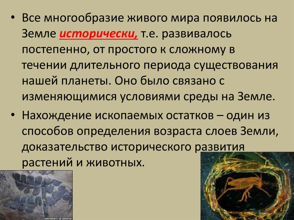 Эволюция растений - презентация онлайн