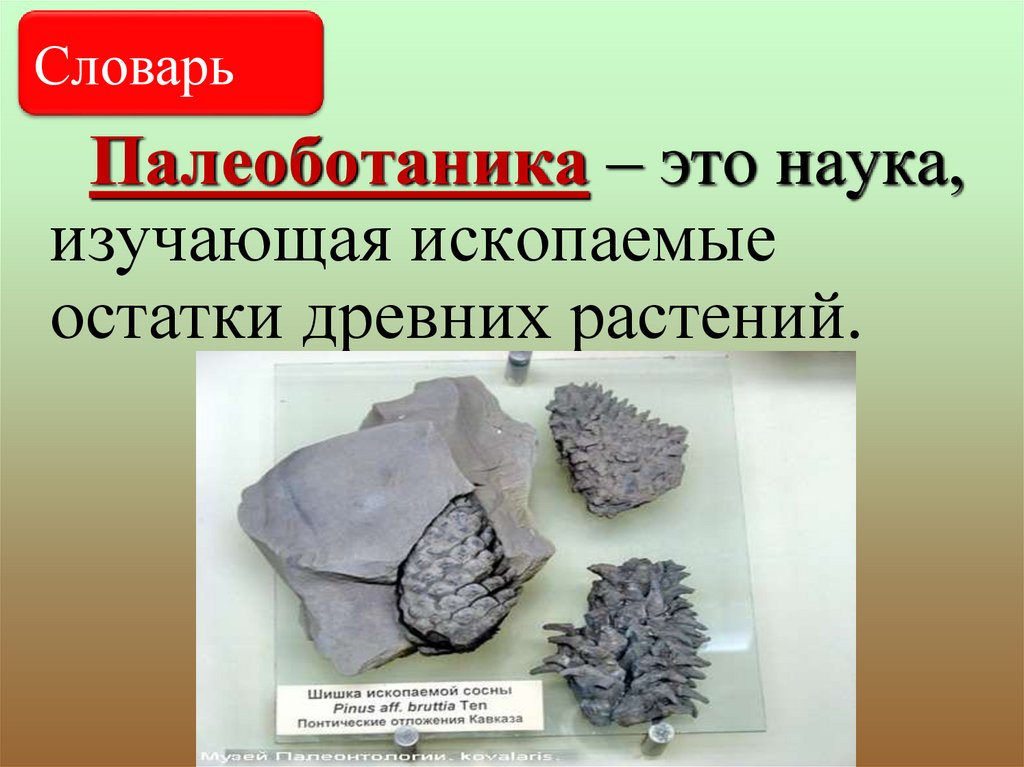 Эволюция растений - презентация онлайн