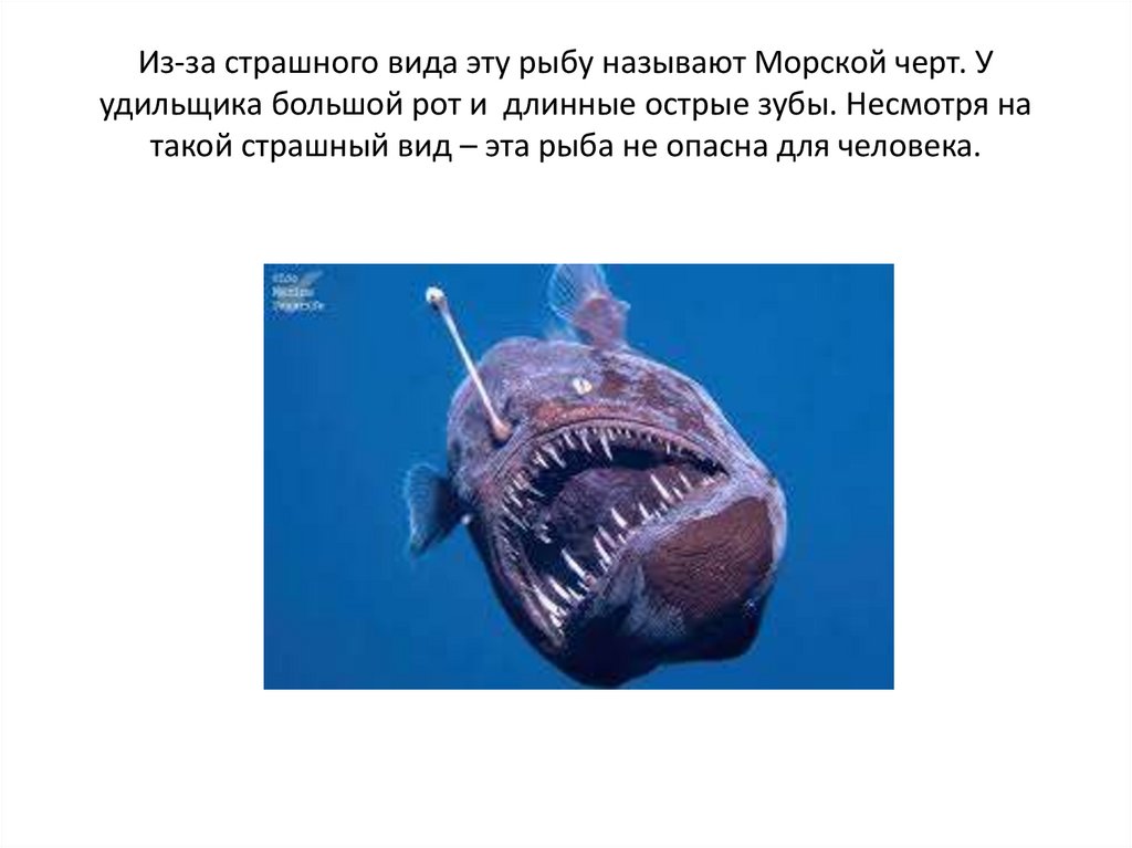 Из-за страшного вида эту рыбу называют Морской черт. У удильщика большой рот и длинные острые зубы. Несмотря на такой страшный