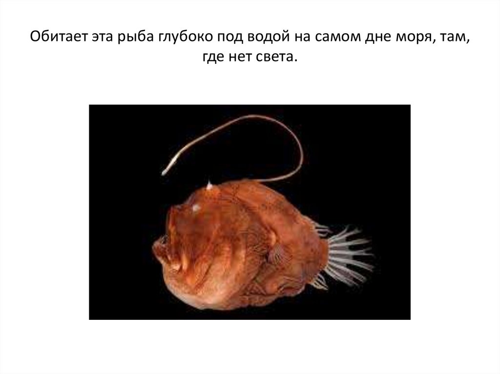 Обитает эта рыба глубоко под водой на самом дне моря, там, где нет света.