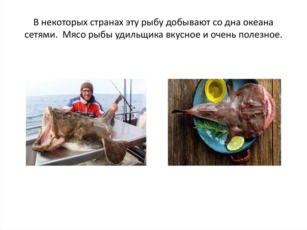 В некоторых странах эту рыбу добывают со дна океана сетями. Мясо рыбы удильщика вкусное и очень полезное.