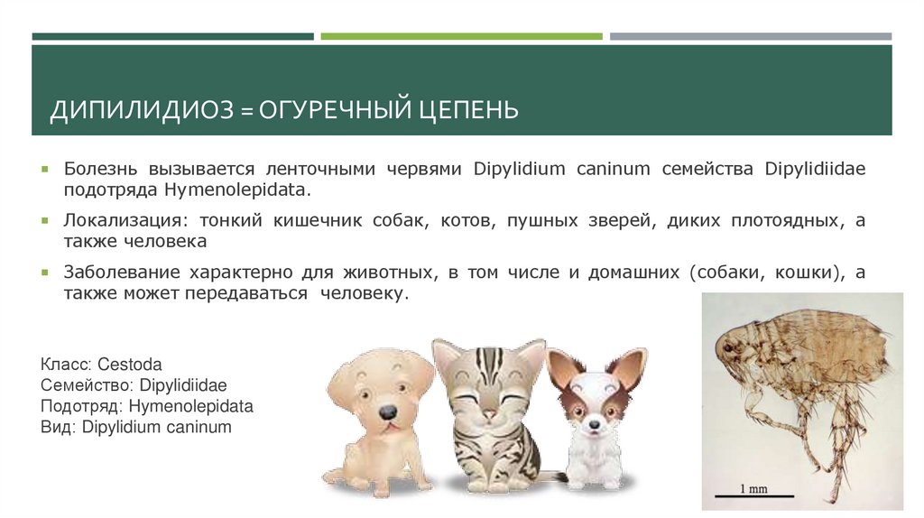 Дипилидиоз = огуречный цепень