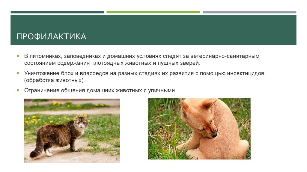 профилактика