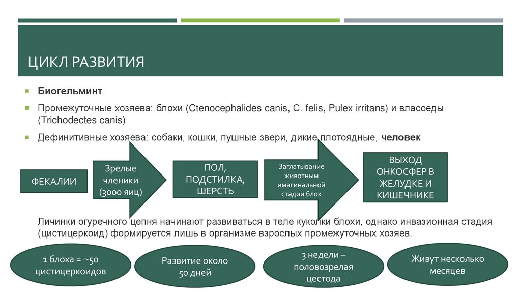 Цикл развития