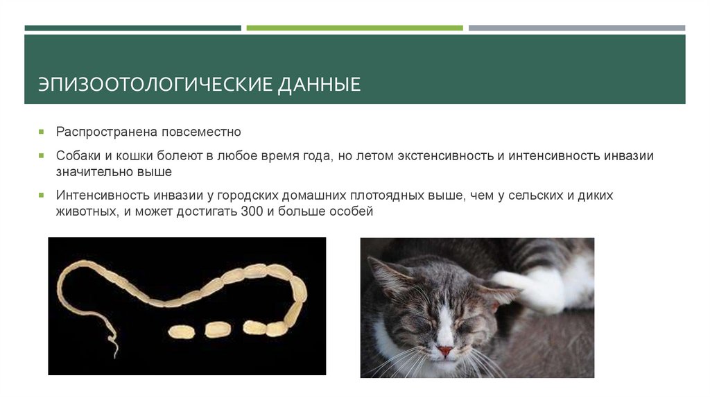 ЭПИзоотологические данные