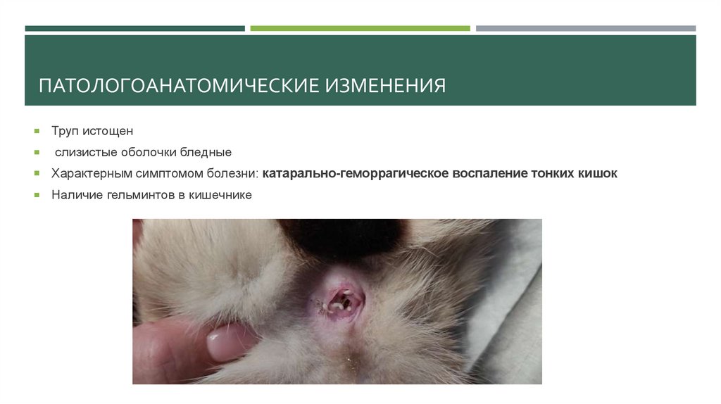 Патологоанатомические изменения