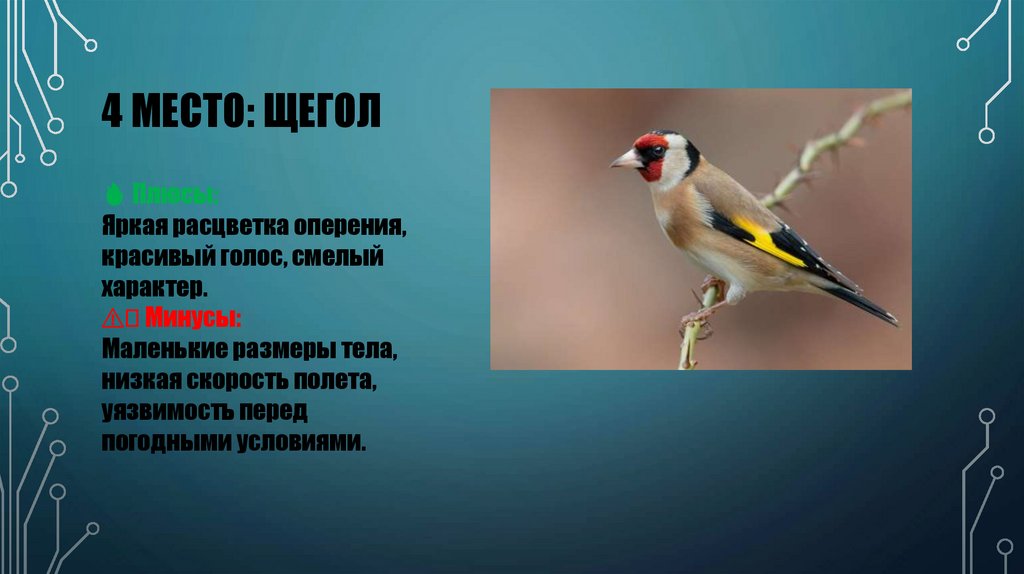 4 МЕСТО: щЕГОЛ