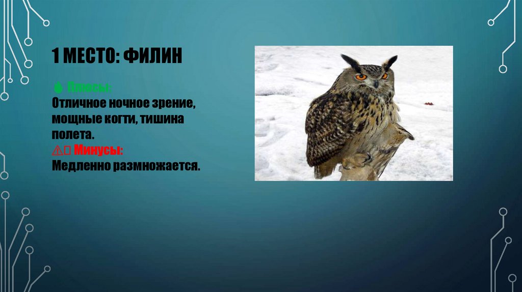 1 МЕСТО: филин