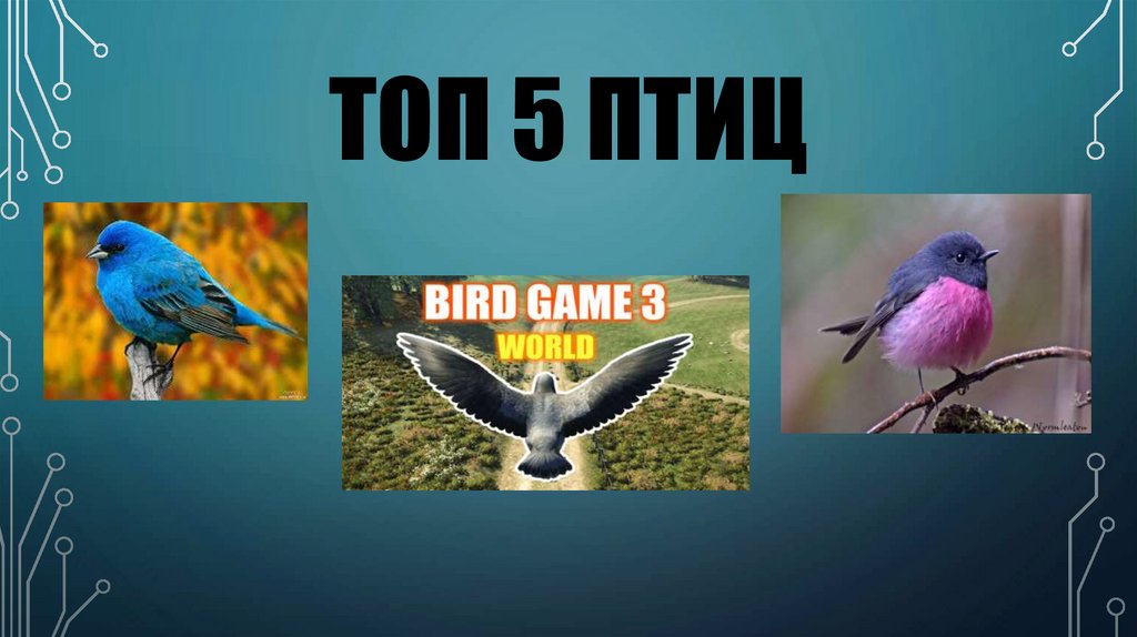 Топ 5 птиц