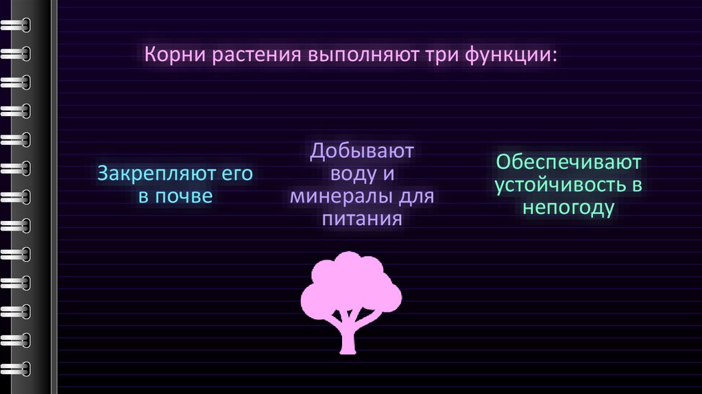 Добывают воду и минералы для питания