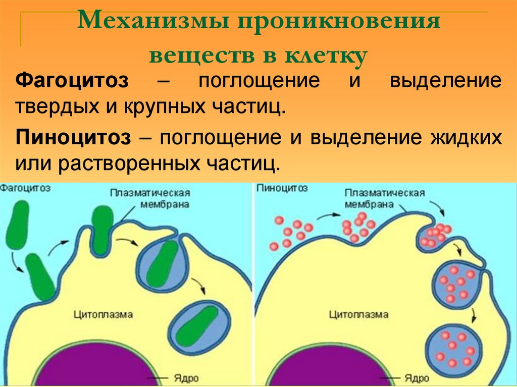 Механизмы проникновения веществ в клетку