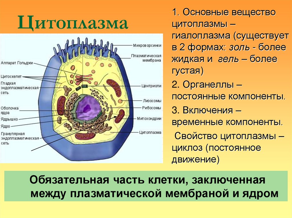 Цитоплазма