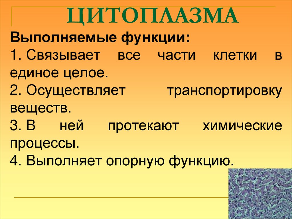 ЦИТОПЛАЗМА