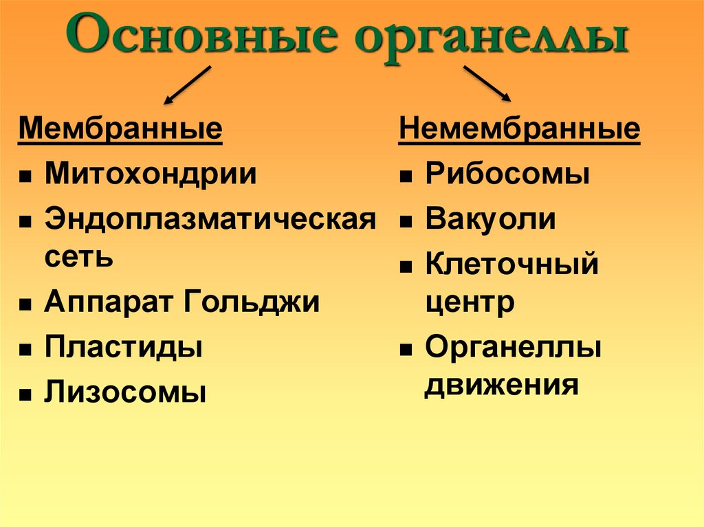 Основные органеллы