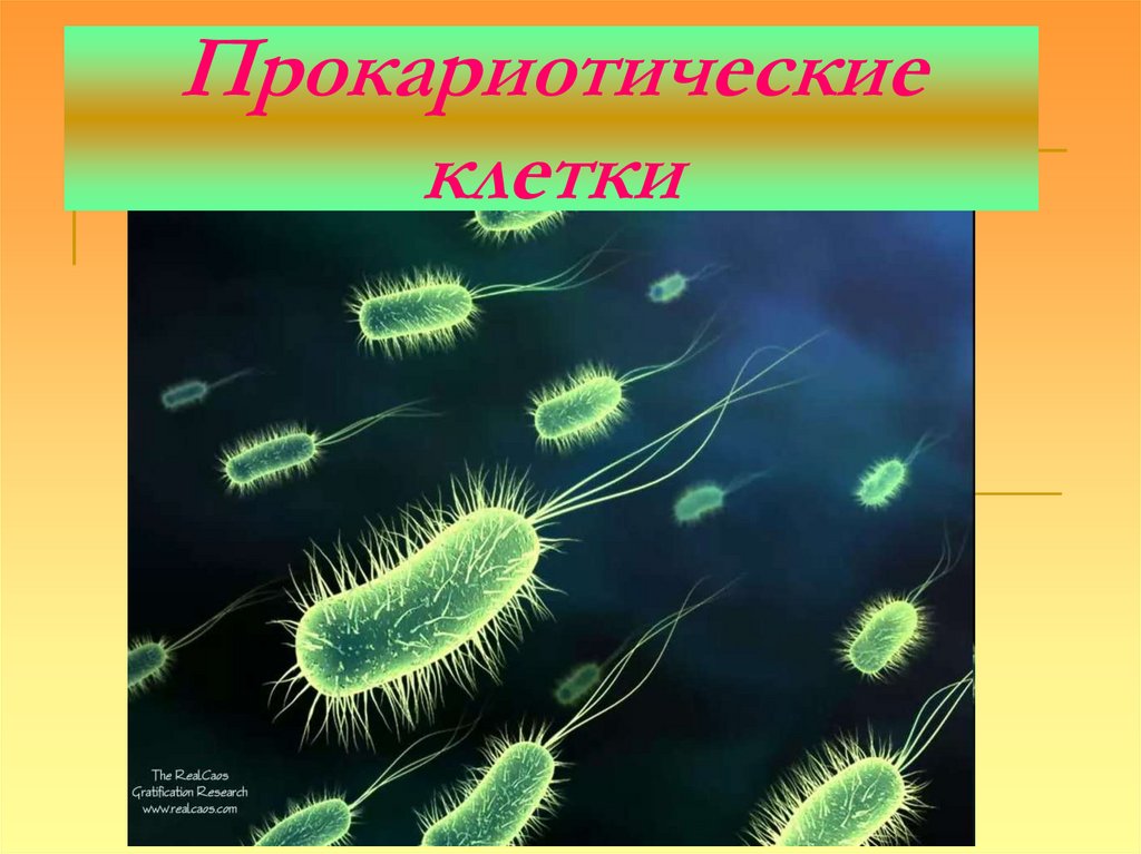 Прокариотические клетки