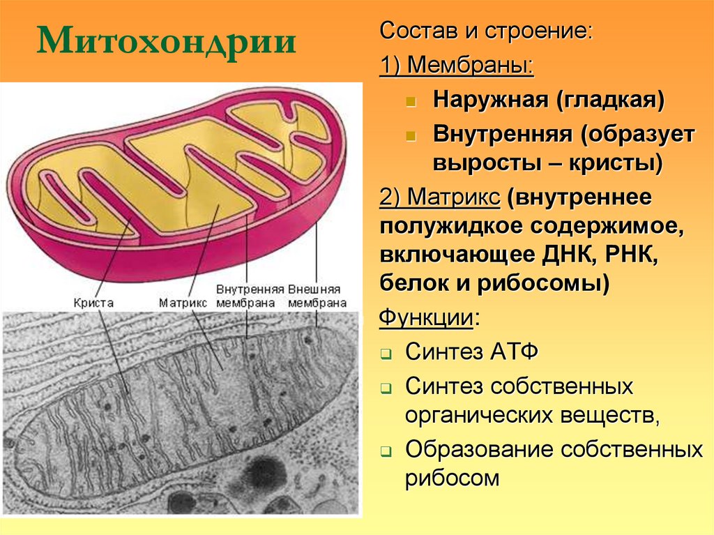 Митохондрии