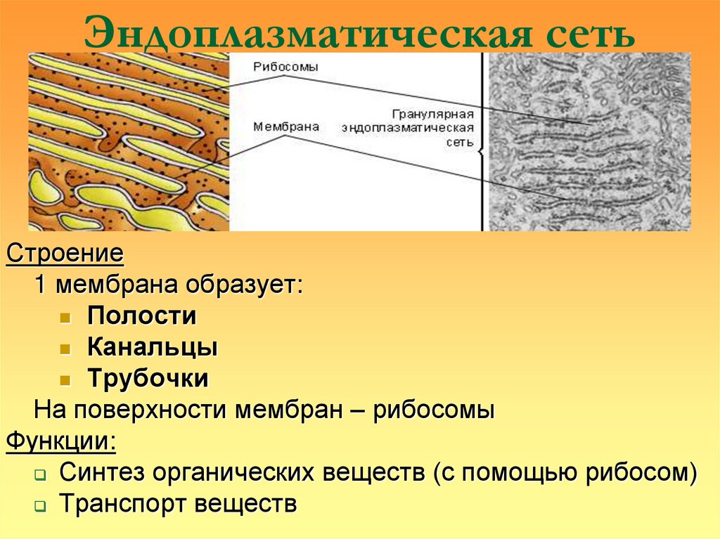 Эндоплазматическая сеть