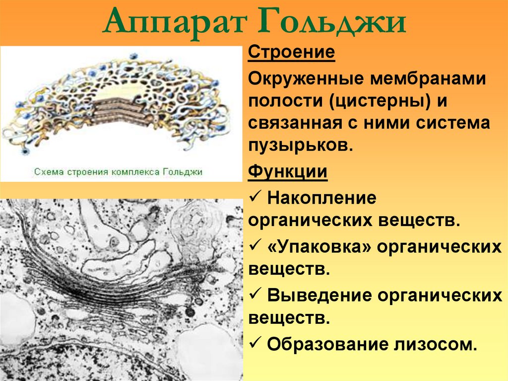 Аппарат Гольджи