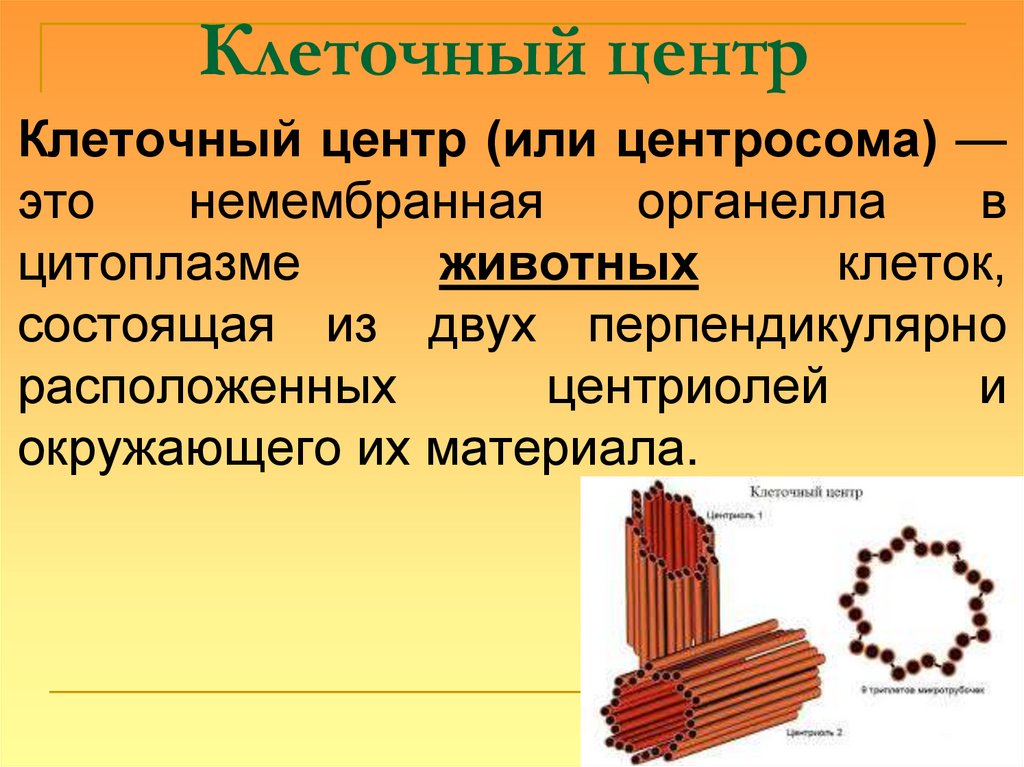 Клеточный центр