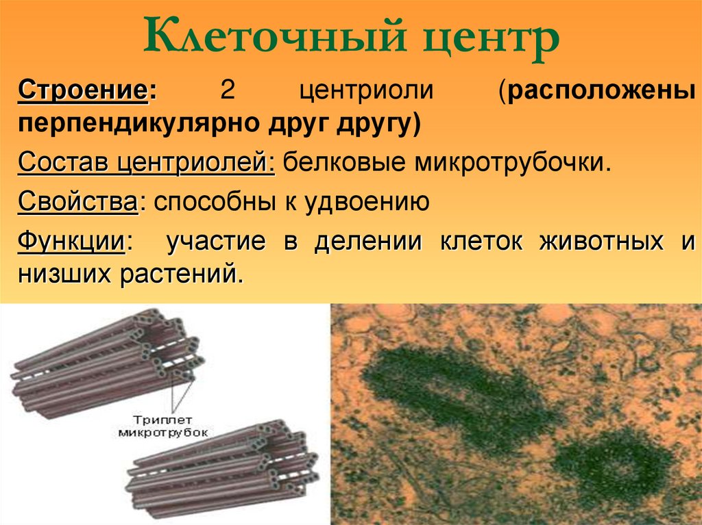 Клеточный центр