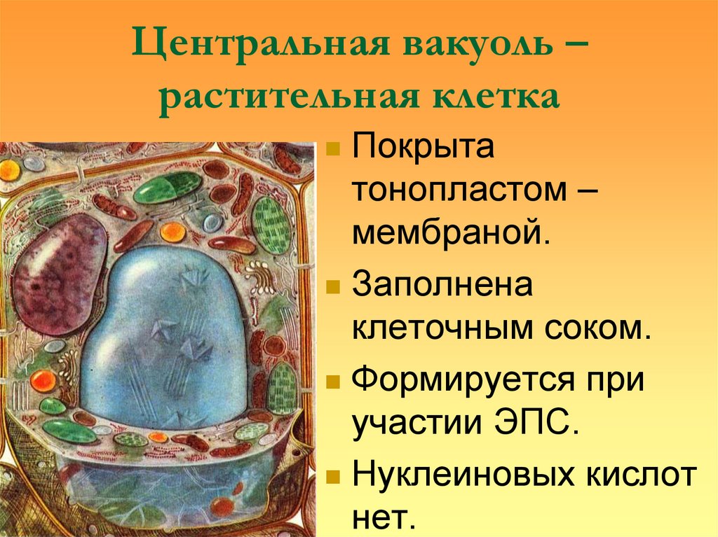 Центральная вакуоль – растительная клетка