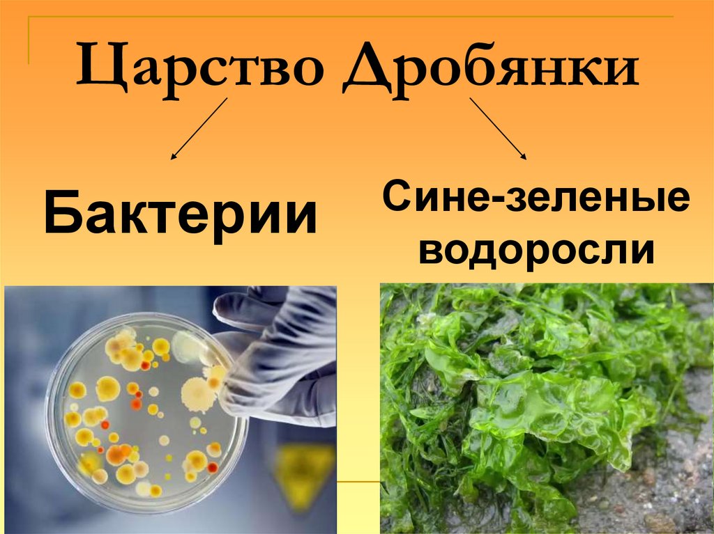 Царство Дробянки