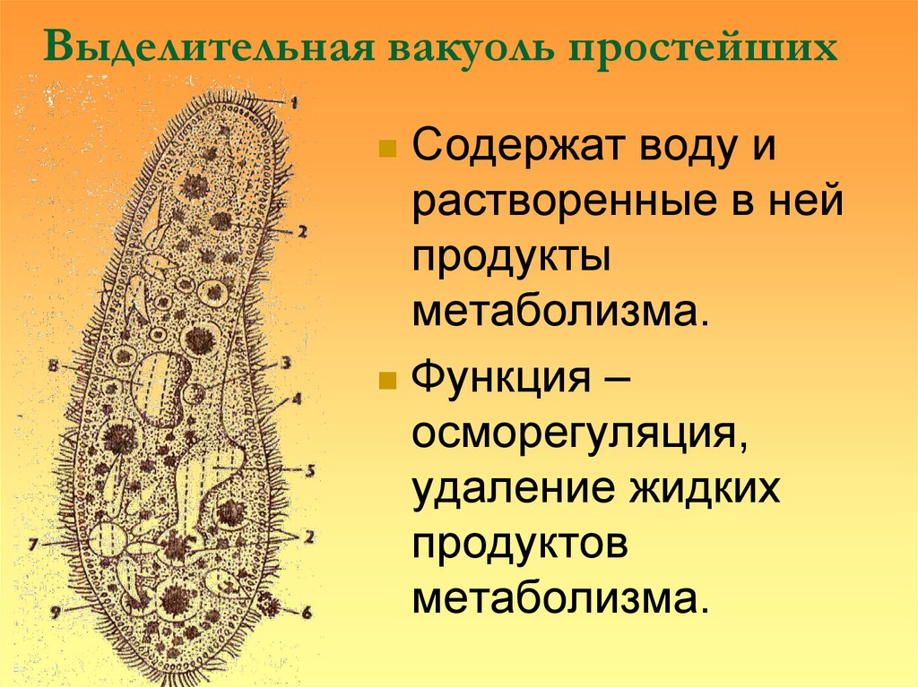 Выделительная вакуоль простейших