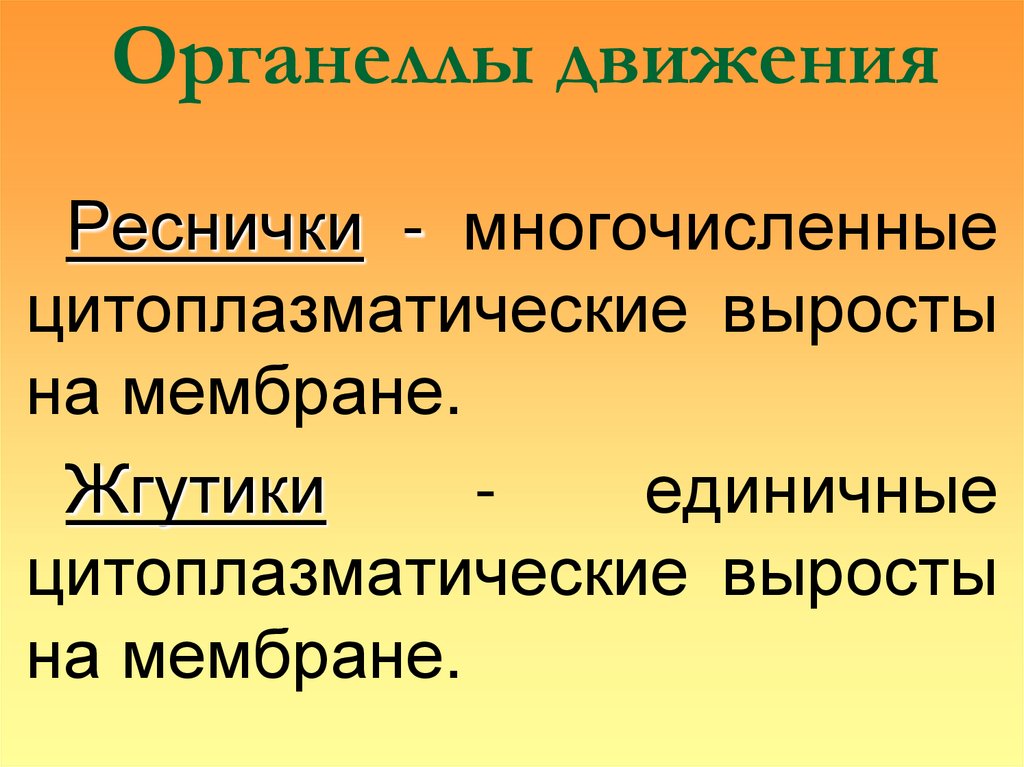 Органеллы движения